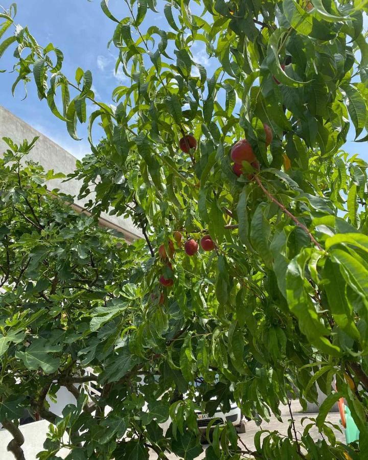 Apartmani Zelenika Herceg Novi Exteriör bild